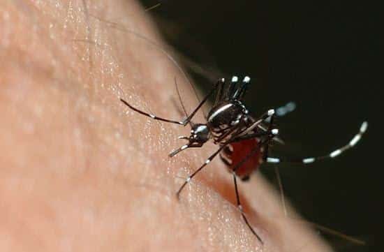 Sintomas da Dengue