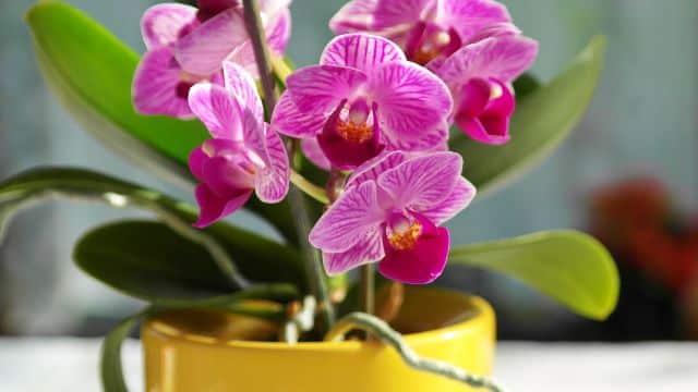 Dicas para cuidar de orquídeas