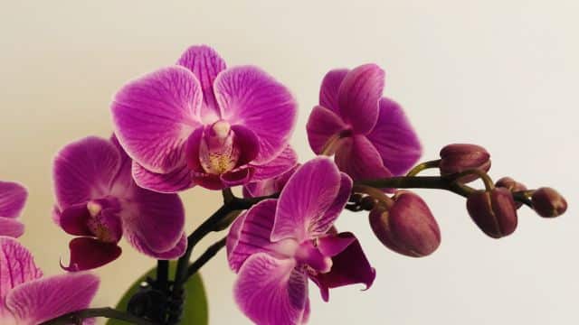 Cuidar de orquídeas