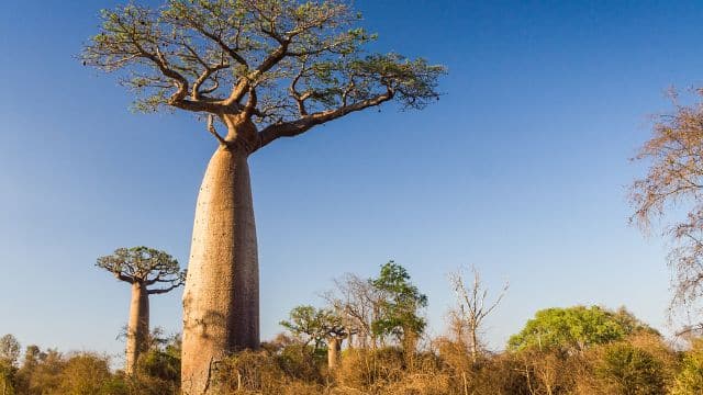 Como cuidar de baoba Adansonia digitata