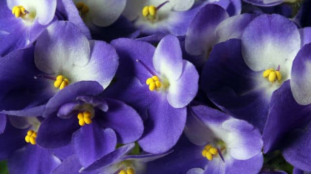 Imagem de uma violeta, como cuidar de violeta-africana